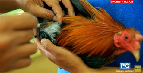 gamefowl pre-conditioning